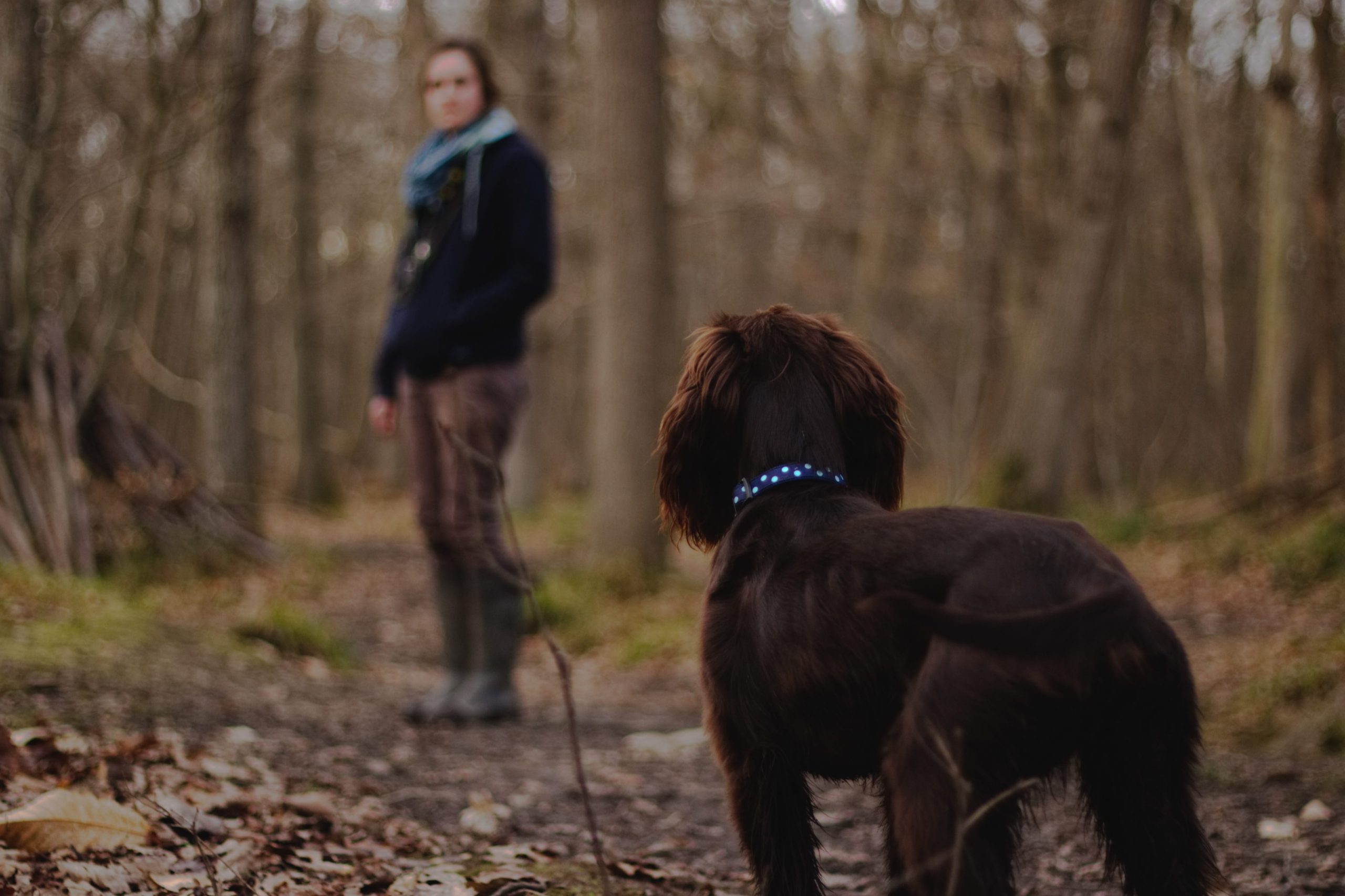 Moving with Pets: Simple Tips for a Stress‑Free Transition